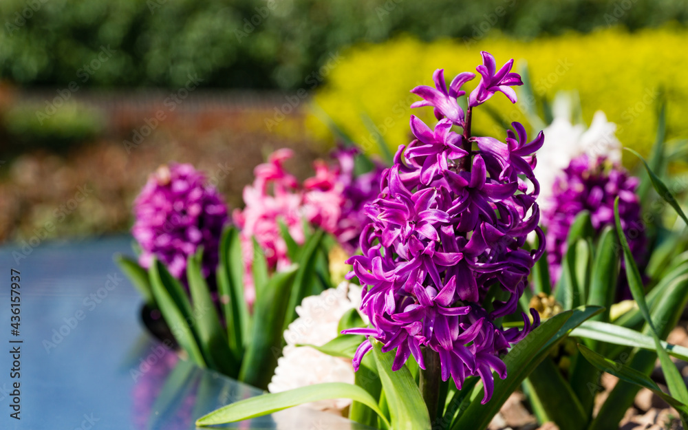 Macro of pink and purple Hyacinthus orientalis (common hyacinth, garden or Dutch hyacinth) in Public landscape city park Krasnodar or Galitsky. Blooming easter flowers in early spring. Selective focus