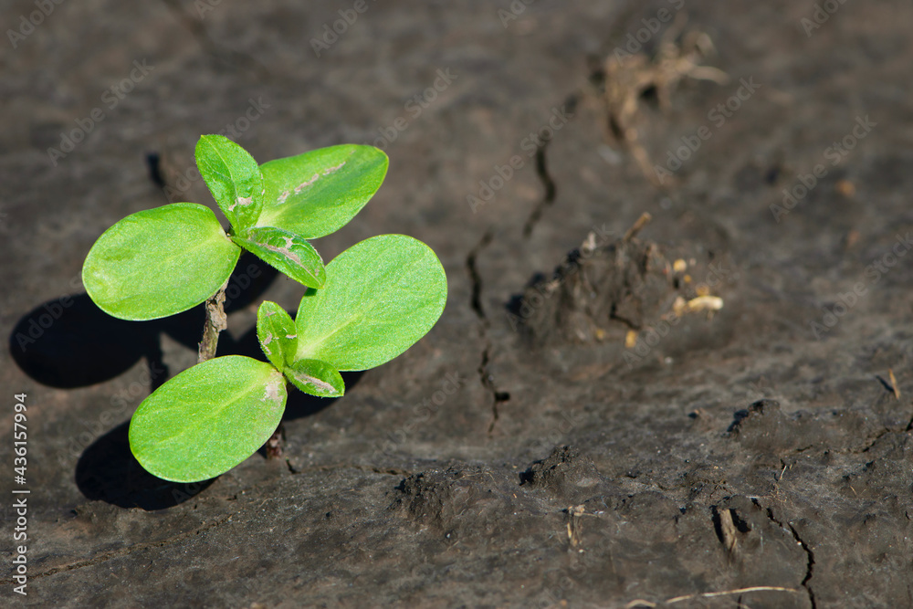Naklejka premium sprouting sunflower in early spring garden. two green sprouts, against the background of black soil. farming concept, planting in the field. selective focus, copy space. space for text, close-up