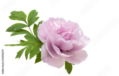 Fototapeta Naklejka Na Ścianę i Meble -  pink peony isolated