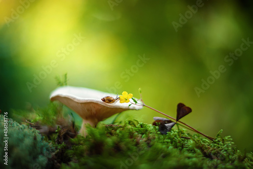 small snail crawls along the mushroom to a flower growing among the green grass. wallpaper