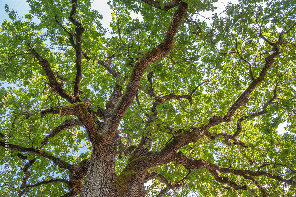 Fototapeta premium Vegetable natural background of a mighty branching tree against the sky. The background can symbolize strength and power