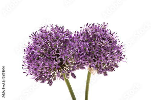 allium flower isolated