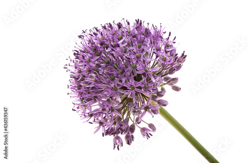 allium flower isolated