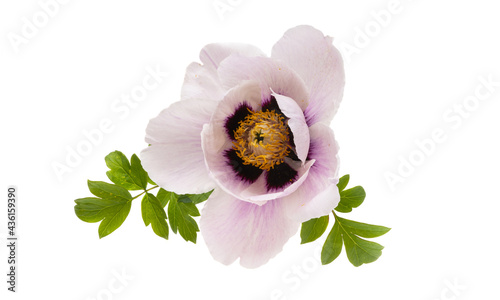Fototapeta Naklejka Na Ścianę i Meble -  peony flower isolated