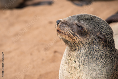 sea seal relaxing