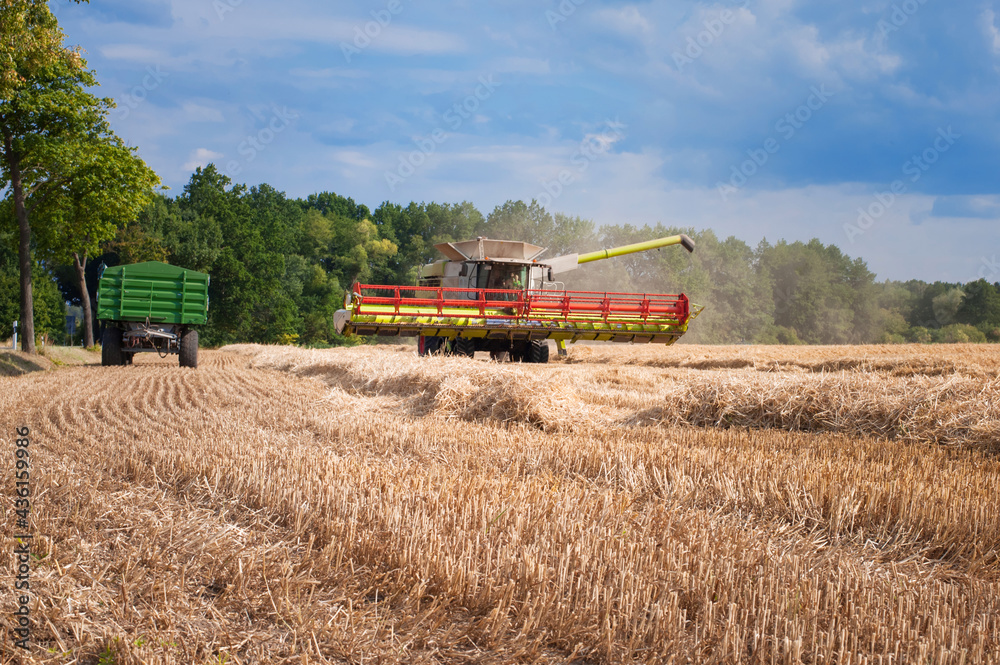 Obraz premium combine harvester in the field harvesting cereal in the sun-drenched fields of central Europe 