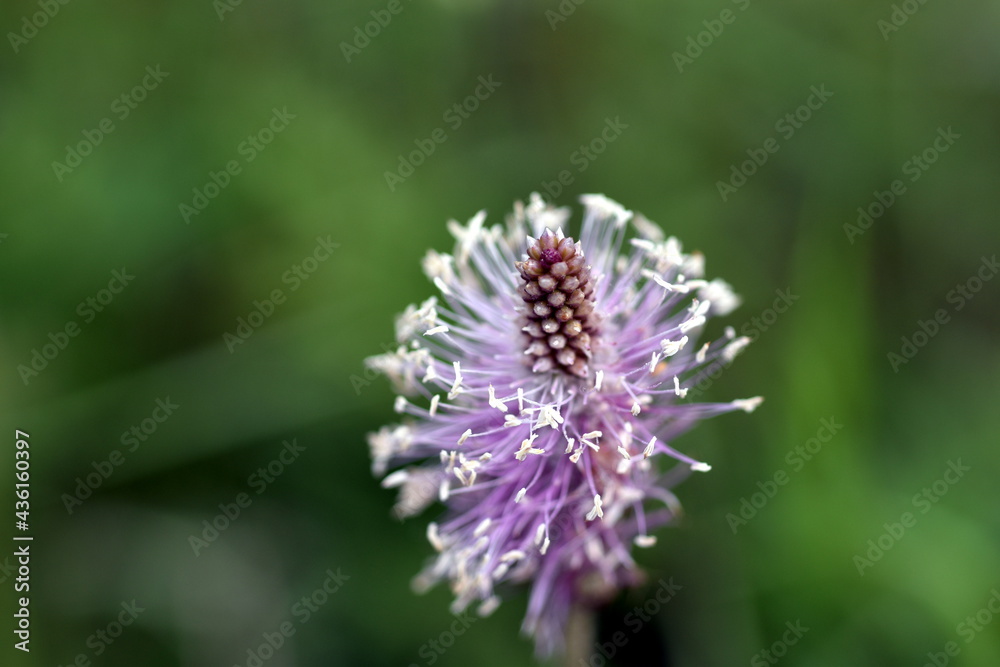 Lila Blüte eines Breitwegerichs Lila Blüte eines Breitwegerichs