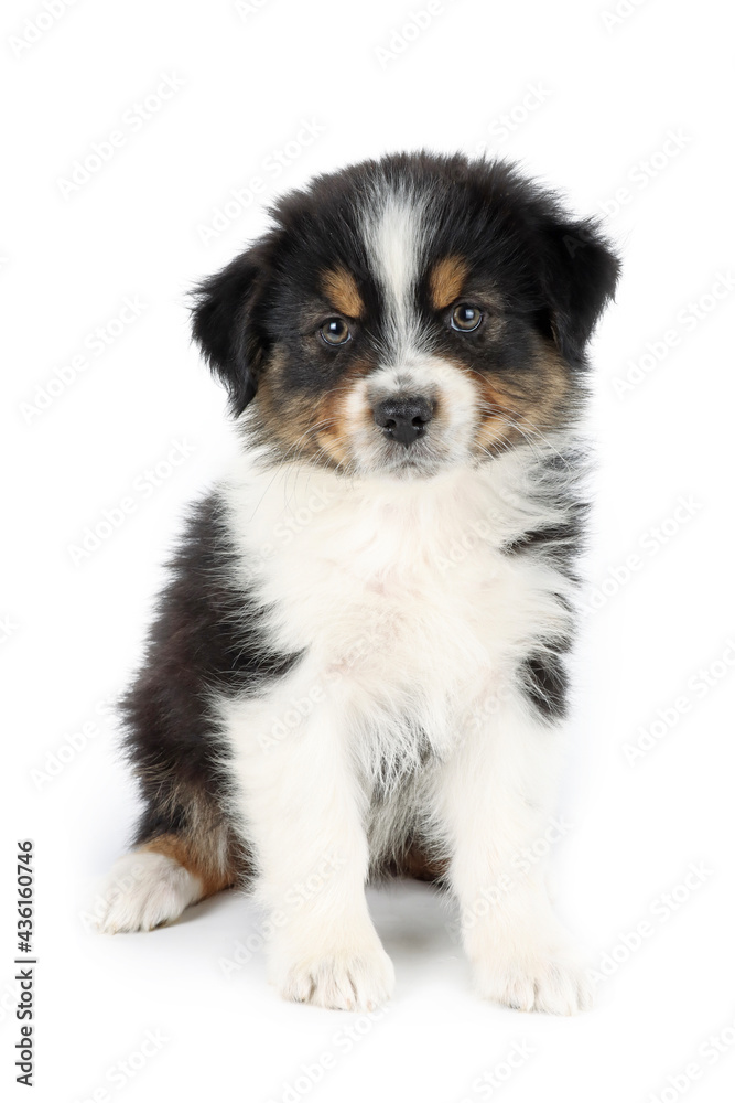 puppy isolated on white, australian shepherd 