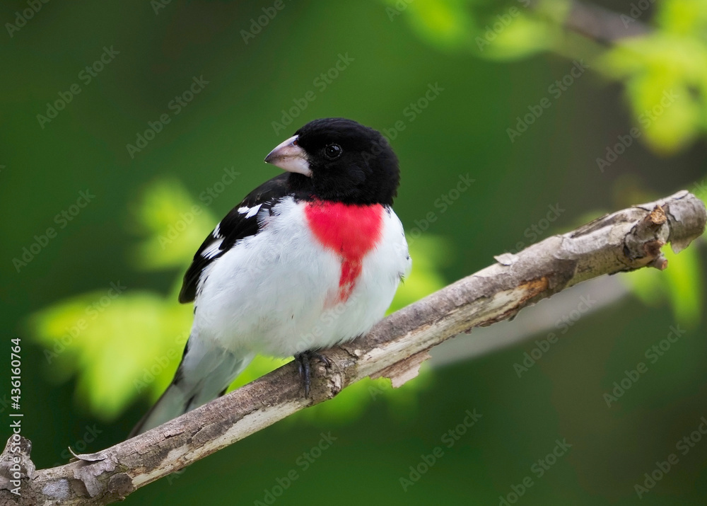 Obraz premium Male Rose-breasted Grosbeak (Pheucticus ludovicianus) perched on a tree branch on a cloudy afternoon.