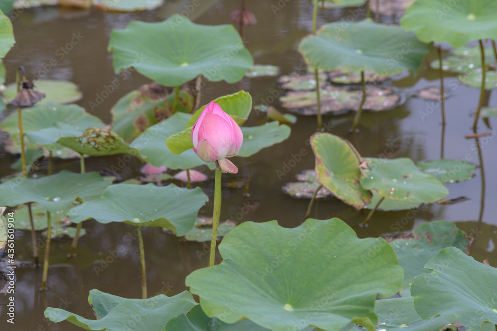 The author took a set of photos in Tam Da lotus lagoon, Ho Chi Minh City. Time: Thursday morning, May 27, 2021. Content: The author hopes the photos can describe the beauty of lotus flowers. The author took a set of photos in Tam Da lotus lagoon, Ho Chi Minh City. Time: Thursday morning, May 27, 2021. Content: The author hopes the photos can describe the beauty of lotus flowers.