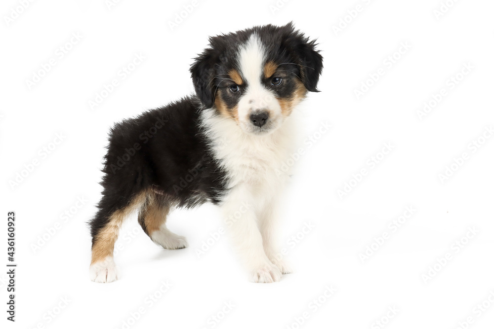 puppy isolated on white, australian shepherd puppy isolated on white, australian shepherd