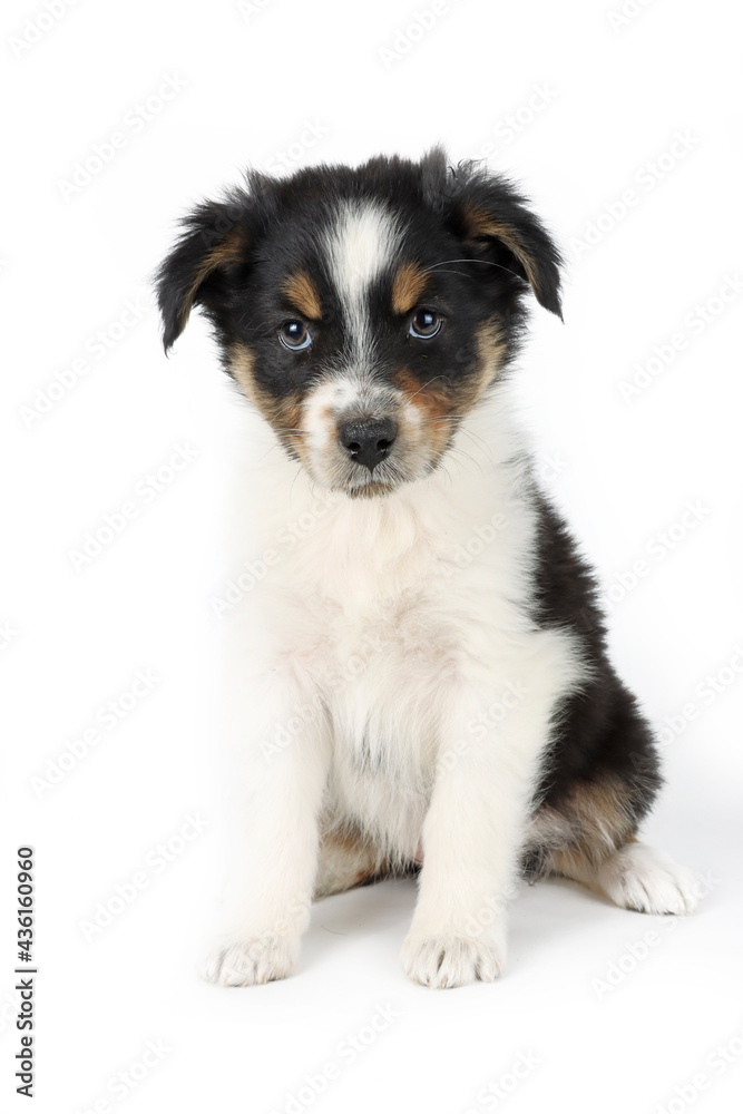 puppy isolated on white, australian shepherd 