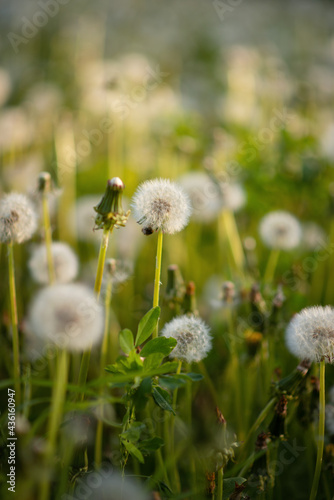 Photo of a faded dandelion in a meadow.