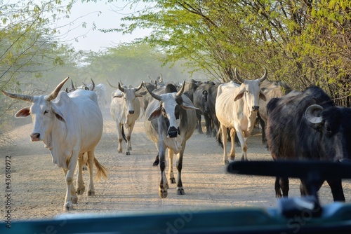 cattle herd