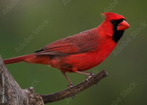 Male Northern Cardinal (Cardinalis cardinalis) perched on a tree branch on a cloudy afternoon. © geraldmarella