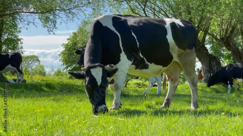 Slow Motion Amazing milk cows on the beautiful meadow