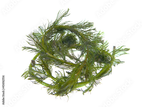 seaweed isolated on white background photo