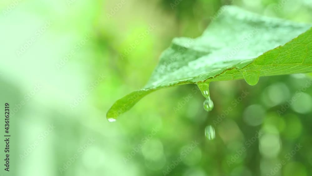 Closeup water on the leaves droplet Falling from Fresh Green Leaf beautiful green background