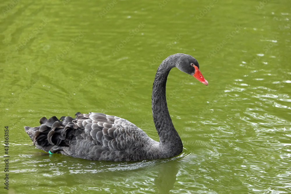 Fototapeta premium Cigno nero nel laghetto