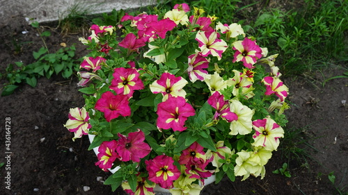 flowers in the garden