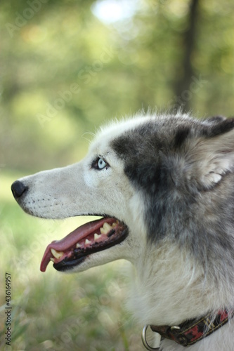 alaskan malamute dog