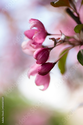 close up of pink flowers