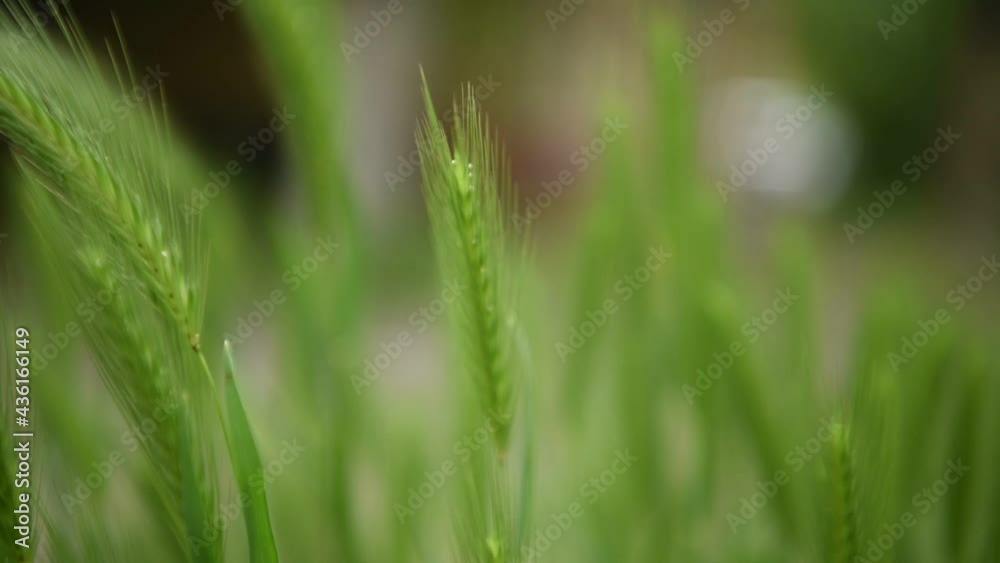 Green spikelets of grass sway in the wind. Soft focus. Blurred green summer background. Close-up. Summertime view. Green spikelets of grass sway in the wind. Soft focus. Blurred green summer background. Close-up. Summertime view.