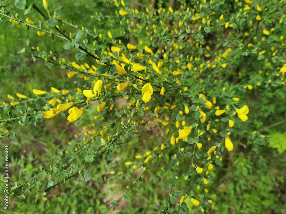 Branch of blooming yellow flowers of Cytisus scoparius, common broom. Branch of blooming yellow flowers of Cytisus scoparius, common broom.
