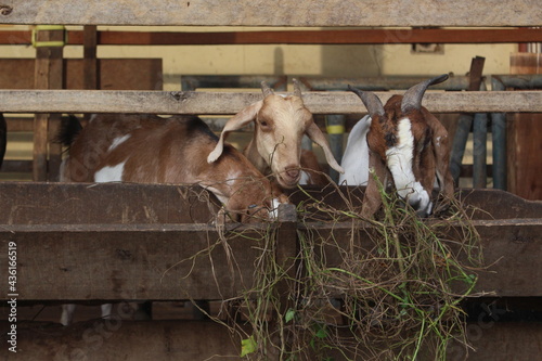 livestock goats are eating greedily in their pen