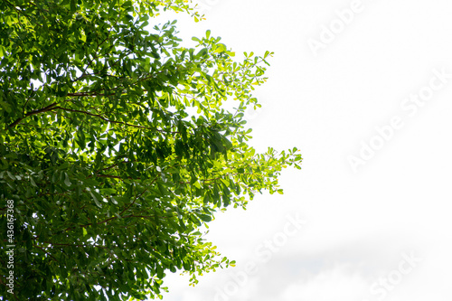 Nature view of Tree branch and Green leaf on white sky background with copy space