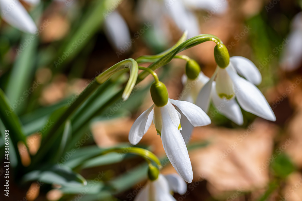 Spring snowdrop in field	