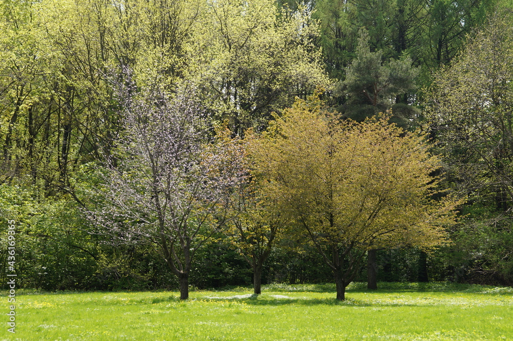 Naklejka premium trees in the park
