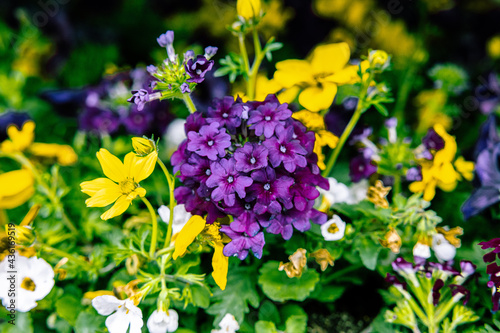 Purple Hesperis nocturnal matron flowers on a blurred background