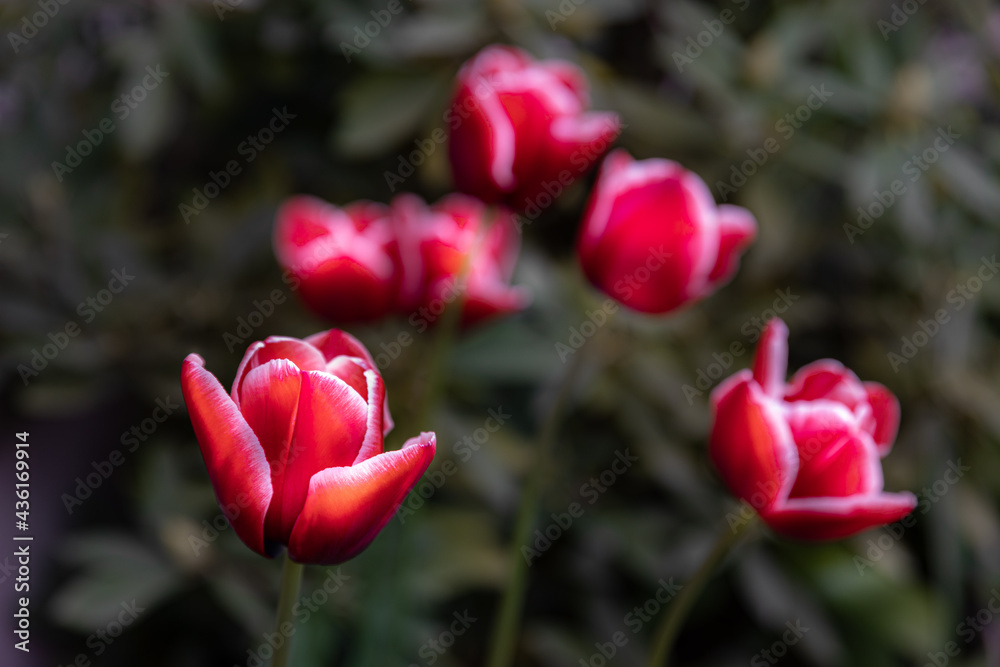 red tulip in the garden red tulip in the garden
