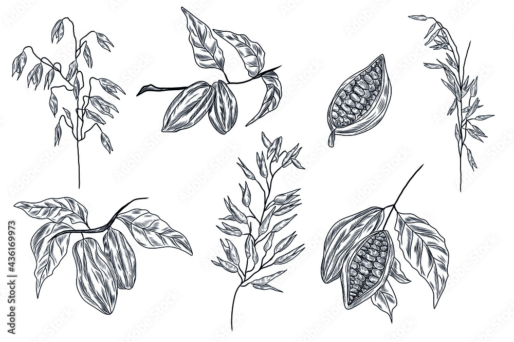 Cacao tree, cocoa branches, cacao beans and oat plant in the hand drawn collection of vector illustrations Cacao tree, cocoa branches, cacao beans and oat plant in the hand drawn collection of vector illustrations