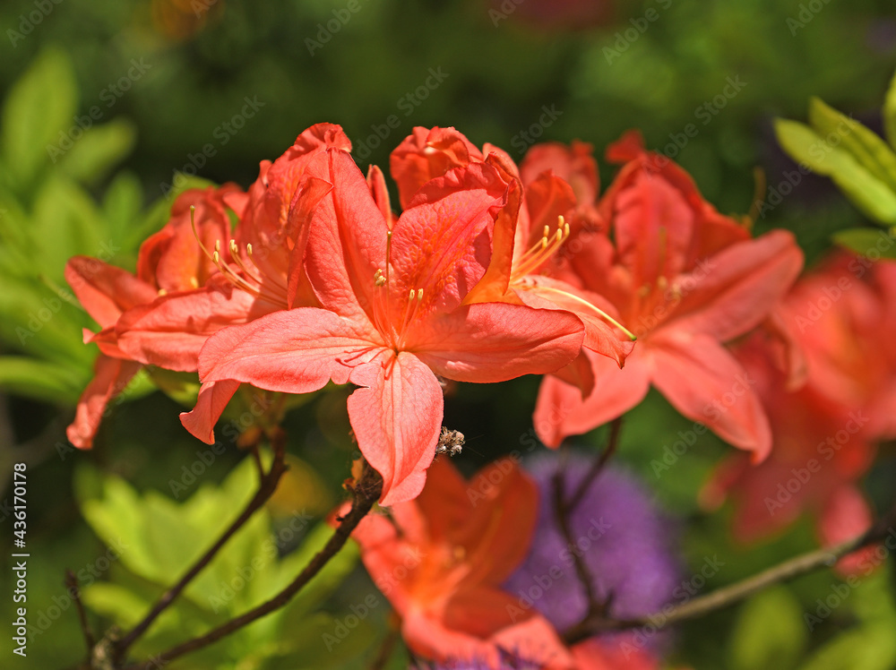 Rhododendron Japanese Salmon (Rhododendron molle subsp. japonicum) in spring Rhododendron Japanese Salmon (Rhododendron molle subsp. japonicum) in spring