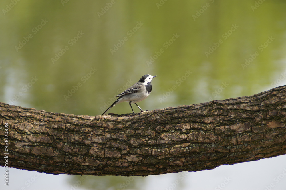 Obraz premium wagtail