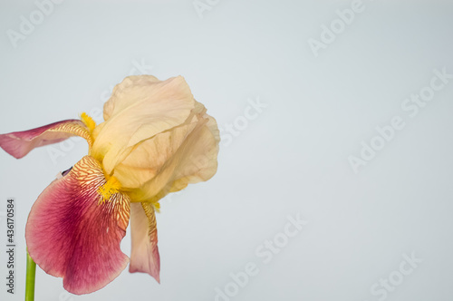Tablou pe pânză Closeup of drying irises isolated on a gray background with space for te