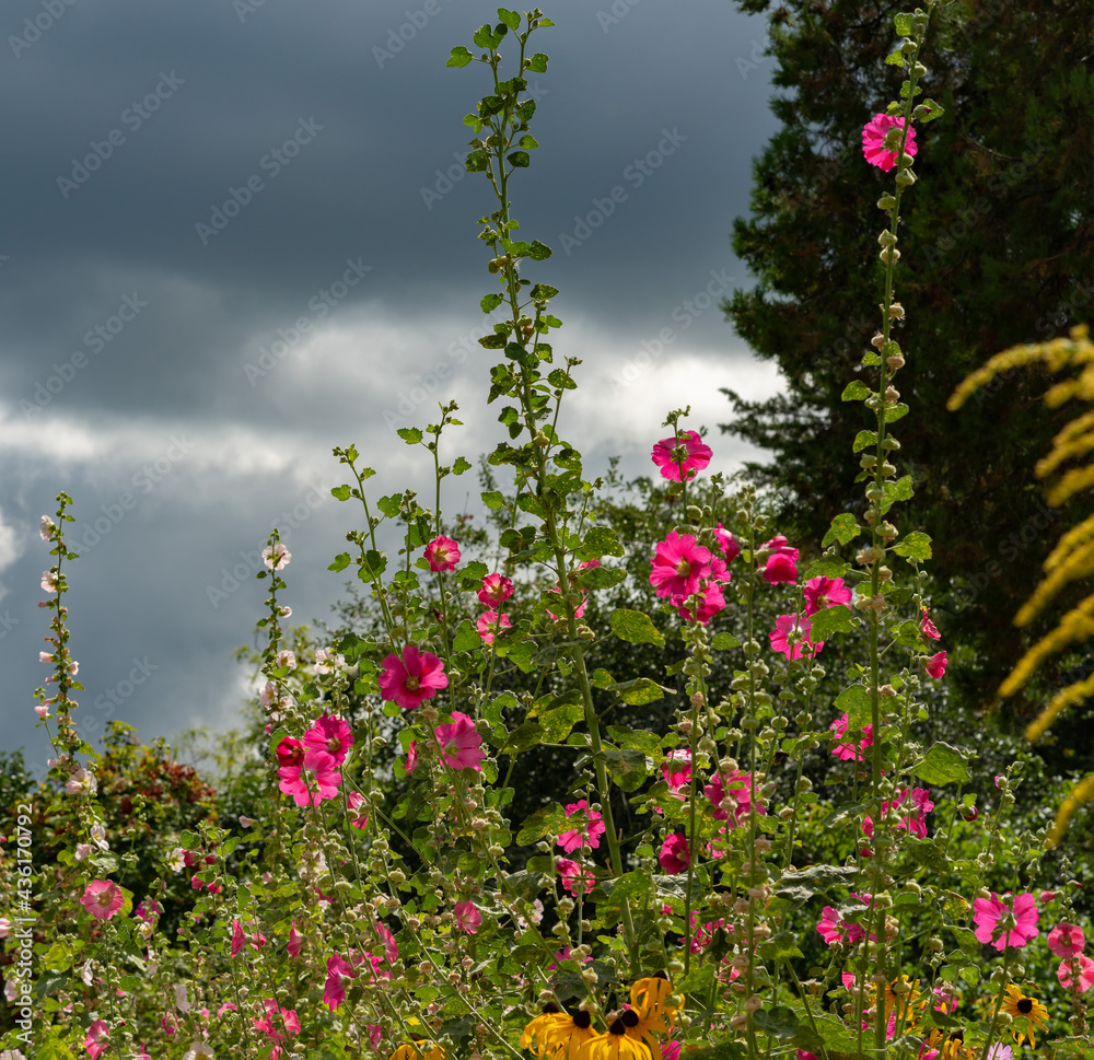 Several flowers of pink garden mallow blossomed against the stormy sky.