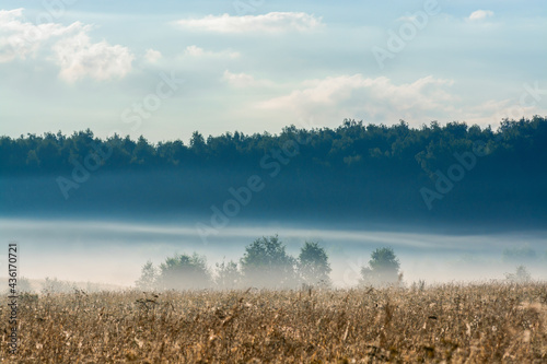 misty morning in the field © vasvormich