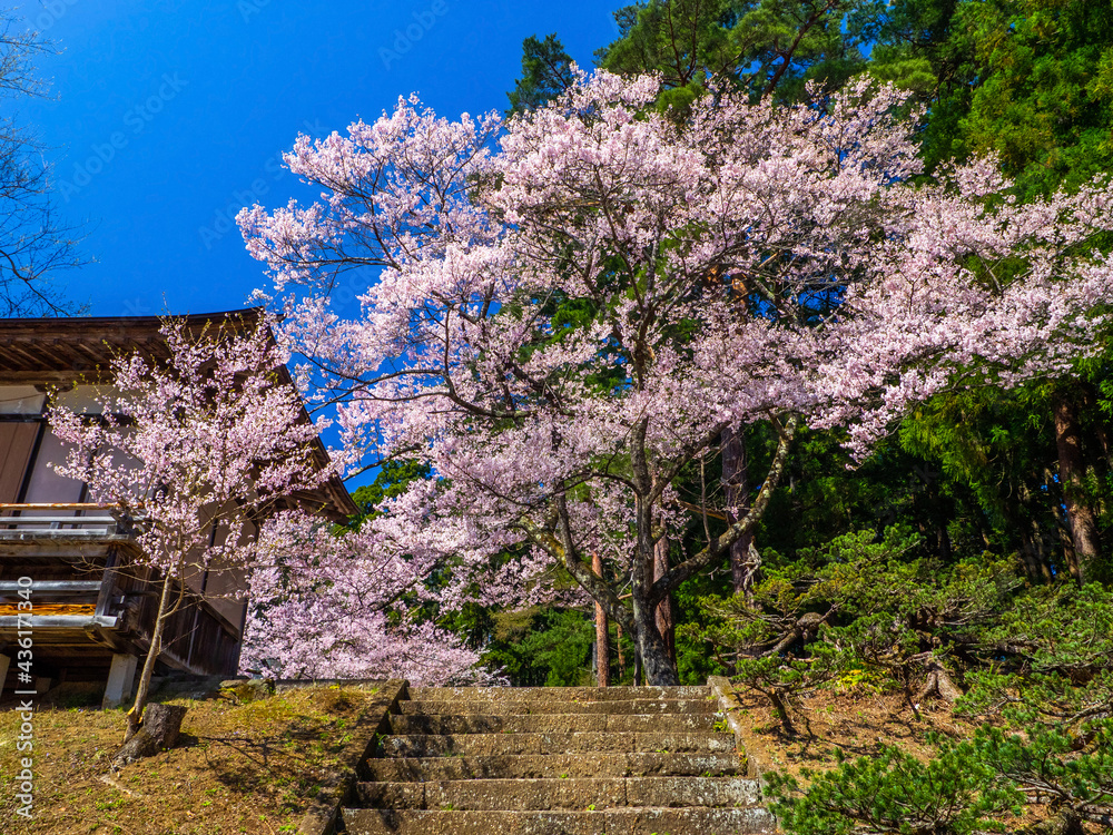 Cherry blossoms in full bloom in a shrine (Hanitsu shrine, Inawashiro, Fukushima, Japan)