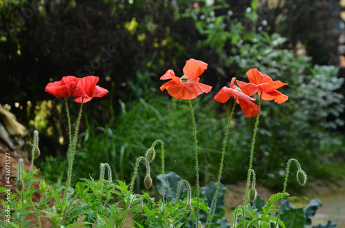 Beautiful Red Floweres in the Garden