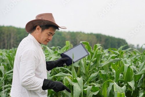 Asian handsome farmer is holding smart tablet observing and checking the growth and disease of corn plants in organic agriculture farmland . Concept agriculture and wireless technology. Smart farmer. 