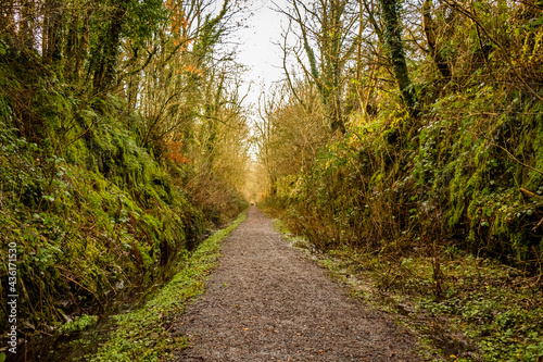 Never ending trail through a broadleaf woodland forest in fall colours