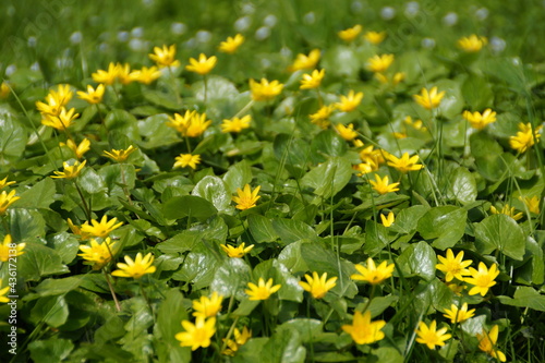 yellow flowers in the garden