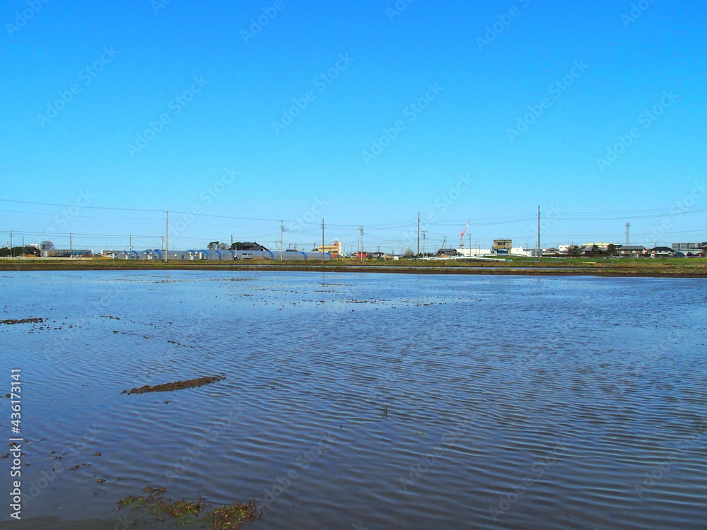 春の水を入れた朝の田圃風景