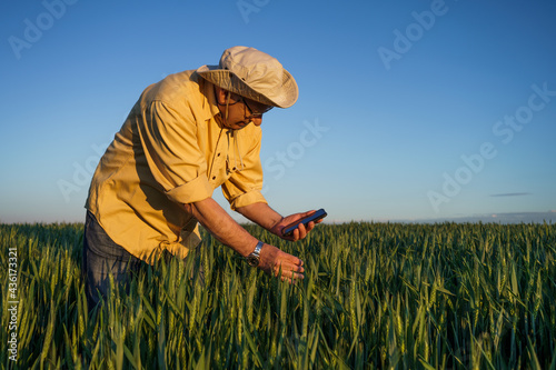 Senior farmer is examining his growing wheat field. He is happy because of successful sowing.