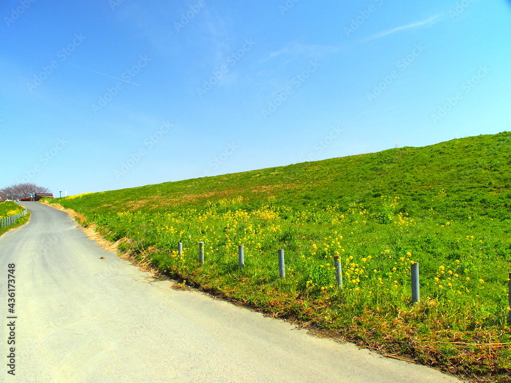 Obraz premium 菜の花咲く江戸川土手と坂道風景