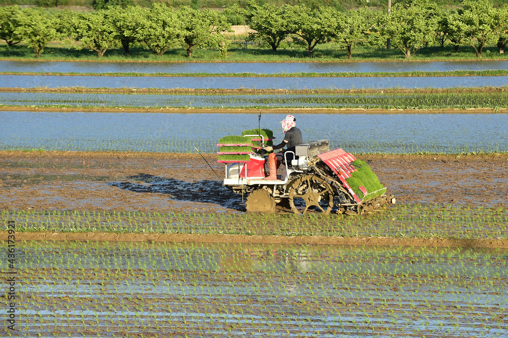 Fototapeta premium Korean farmer Planting of young rice plants in angang-eup, gyeongju-si, South Korea.