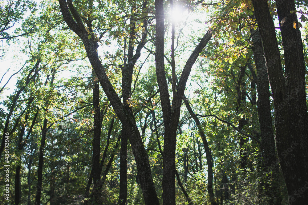 Obraz premium sun shining through the trees